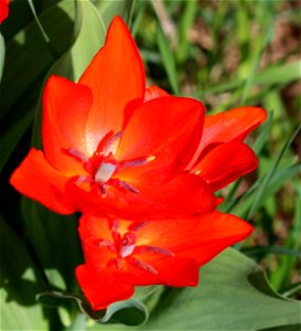 Tulipa praestans 'Fusilier' photo