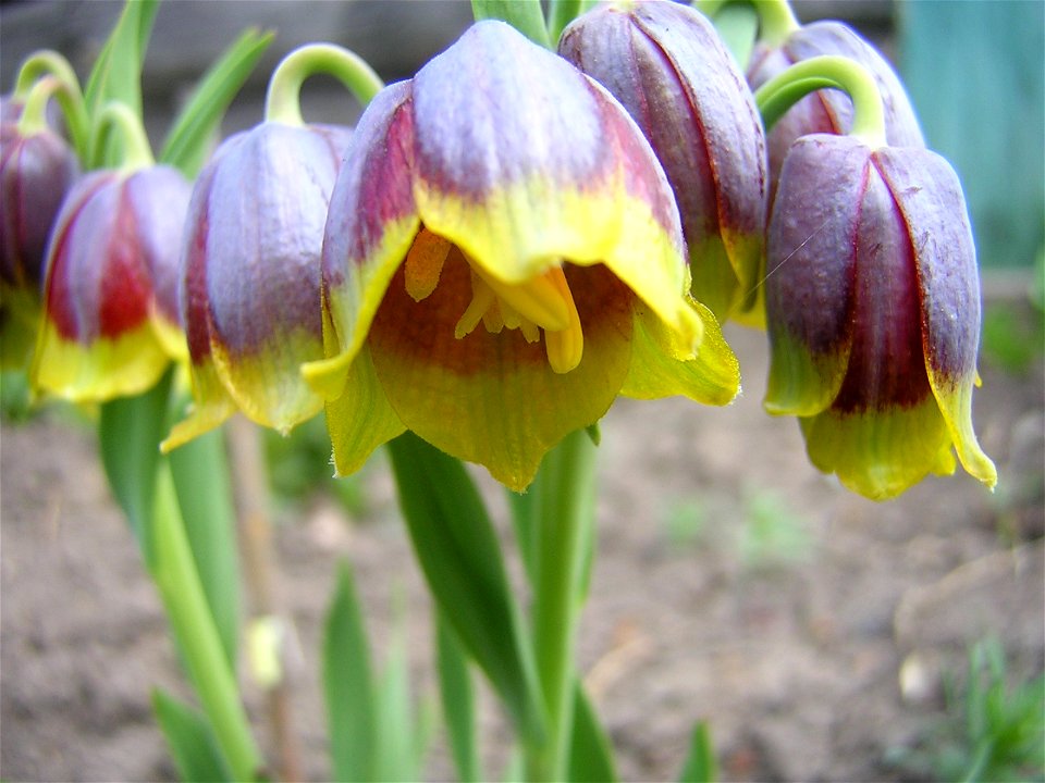 Fritillaria michailovskyi