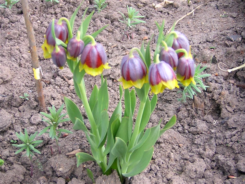 Fritillaria michailovskyi (garden plants). Russia, Ivanovo oblast'
