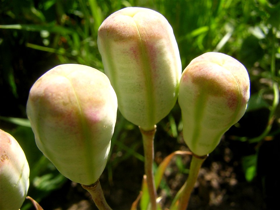 Fritillaria michailovskyi. Fruits. Russia, Ivanovo oblast'