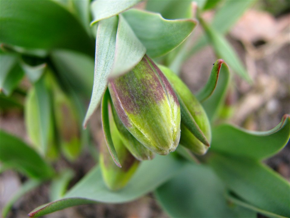 Fritillaria michailovskyi. Flower bud. Russia, Ivanovo oblast'
