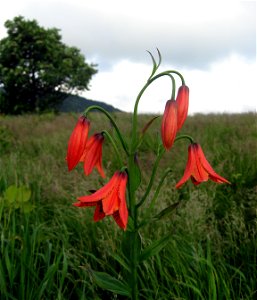 Lilium grayi growing in a Appalachian Bald at Roan Mountain, Mitchell County, North Carolina.