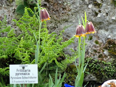 Fritillaria pyrenaica specimen in the Botanischer Garten München-Nymphenburg, Munich, Germany. photo