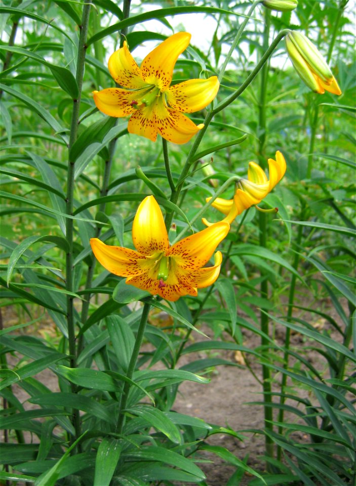 Lilium amabile var. luteum