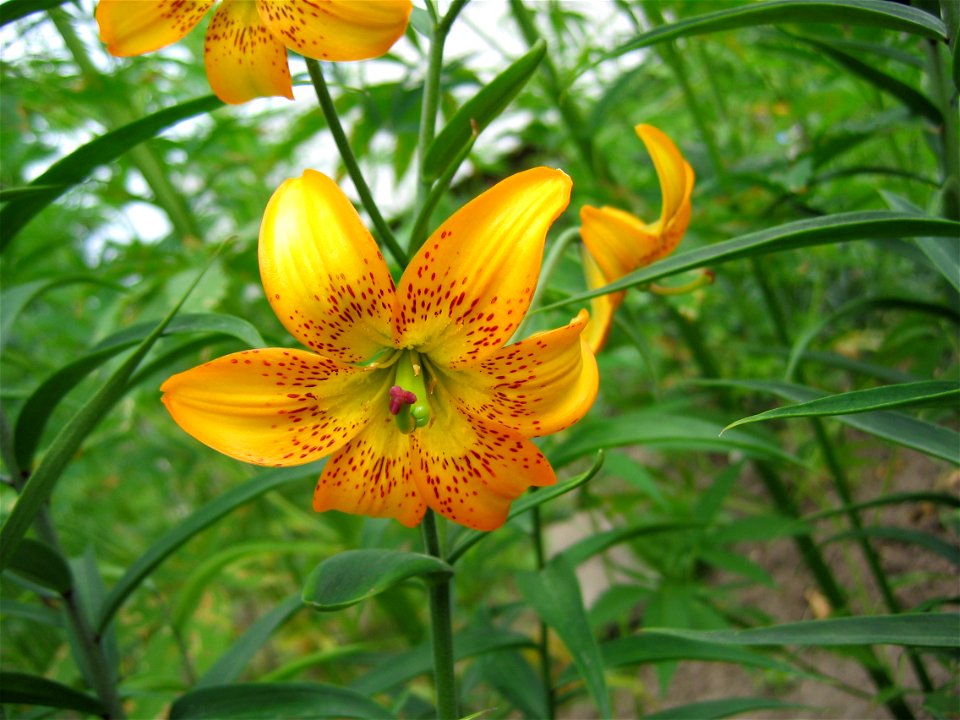 Lilium amabile var. luteum