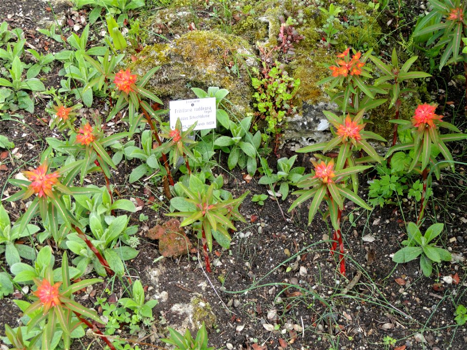 Fritillaria raddeana specimen in the Botanischer Garten München-Nymphenburg, Munich, Germany. (I have some doubts about the identification. Richard Avery (talk) 07:15, 9 October 2015 (UTC))