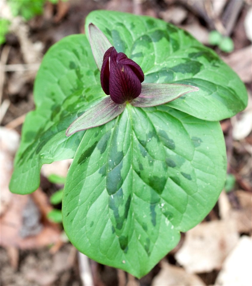 A Toadshade trillium (Trillium sessile) found at Radnor Lake in Nashville, Tennessee