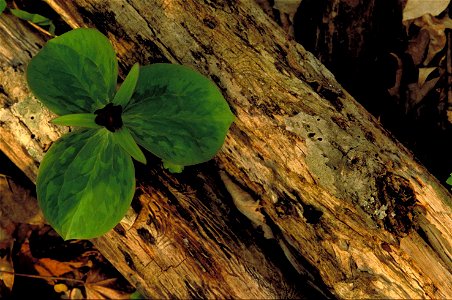 Image title: Single dark trillium sessile trillium flower blooms with green leaves growing on old log Image from Public domain images website, http://www.public-domain-image.com/full-image/flora-plant photo