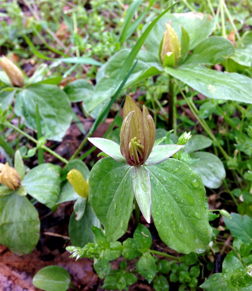 Trillium sessile, lower limestone slopes and mesic bottoms of Cumberland River bluffs on the Ashland City Greenway Trail, Cheatham County, Tennessee. An herbarium specimen collected from this populati