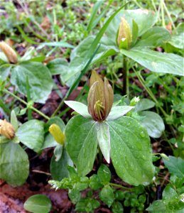 Trillium sessile, lower limestone slopes and mesic bottoms of Cumberland River bluffs on the Ashland City Greenway Trail, Cheatham County, Tennessee. An herbarium specimen collected from this populati photo
