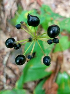 Clintonia umbellulata (fruiting) photo taken at Pembroke, VA USA on 2017-09-18