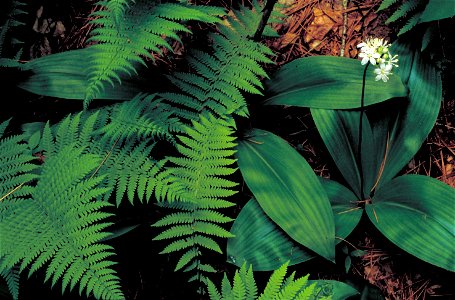 Image title: Clintons lily, Clintonia umbellulata
"Small white blossoms on stalk above wide dark green basal leaves."