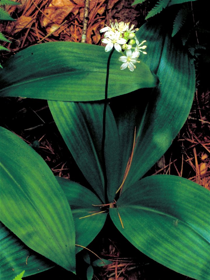 Image title: Clintons lily, Clintonia umbellulata
"Small white blossoms on stalk above wide dark green basal leaves."