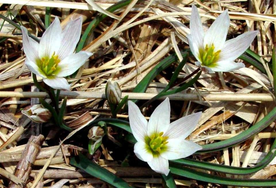 Amana_edulis_Amana_in_Ibukiyama_2003-3-30