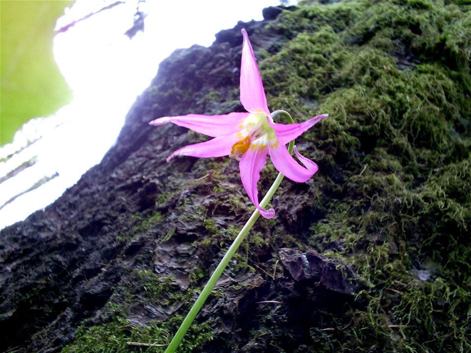 Pink Fawn Lilly (Erythronium revolutum) up against a Douglas Fir Tree in Strathcona Park, Myra Falls