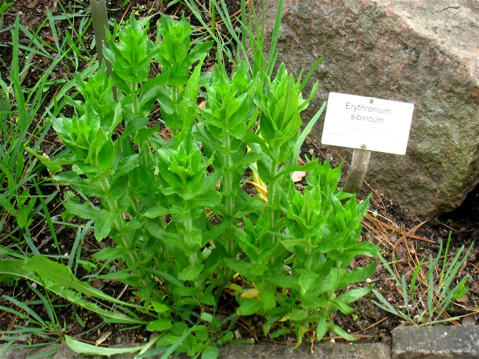 Erythronium sibiricum specimen in the Botanischer Garten, Berlin-Dahlem (Berlin Botanical Garden), Berlin, Germany.