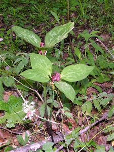 An unusual Trillium recurvatum (Prairie trillium) with 4 leaves instead of the usual three. photo