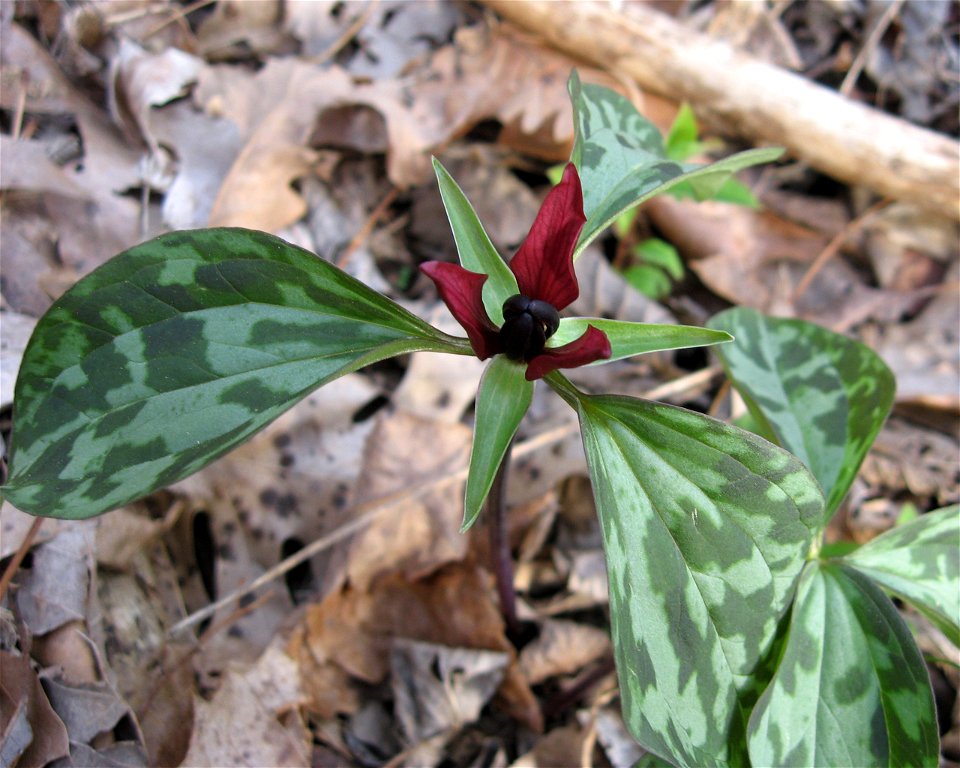 Trillium recurvatum. Rich bluffs near the Cumberland River, off Lock B road, Montgomery County, Tennessee