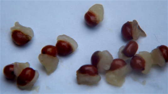Seeds of the Prairie Trillium (en:trillium recurvatum) collected in Iowa in mid August.  Closeup photo of the seeds shown in file:TrilliumRecurvatumOvaries.jpg.