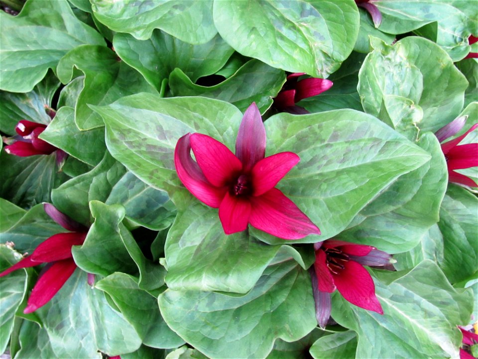 Giant Wake Robin (Trillium chloropetalum var. giganteum f. rubrum) at the Alpengarten im Belvederegarten in Vienna, Austria.
