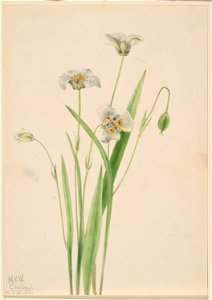 Pussy-ears (Calochortus elegans)