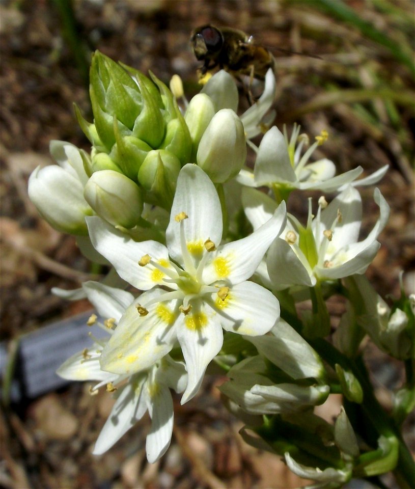 Zigadenus fremontii with pollinator at the UC Botanical Garden, Berkeley, California, USA. Identified by sign.