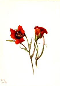 Desert Mariposa (Calochortus kennedyi)
