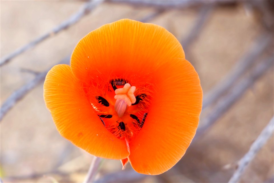 NPS/Hannah Schwalbe