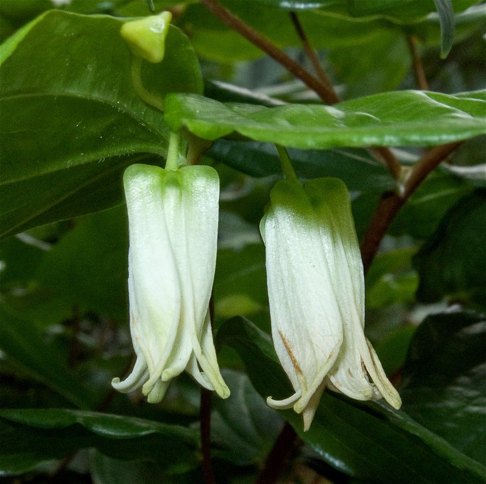Closeup of flowers of Prosartes smithii (in cultivation at the Birmingham Botanical Gardens, Birmingham, UK)