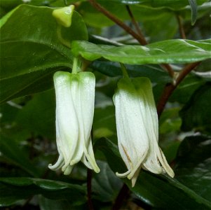 Closeup of flowers of Prosartes smithii (in cultivation at the Birmingham Botanical Gardens, Birmingham, UK)