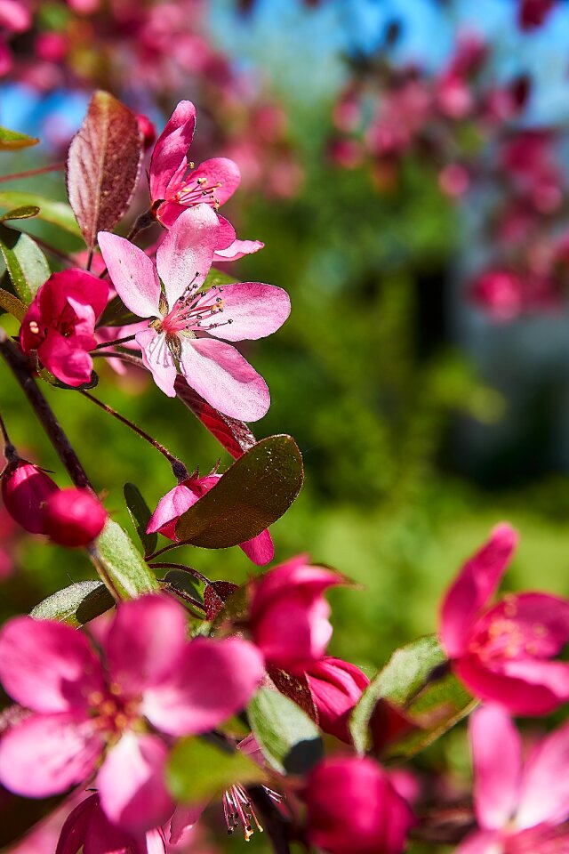 Holzapfel nature plant