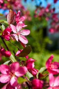Holzapfel nature plant
