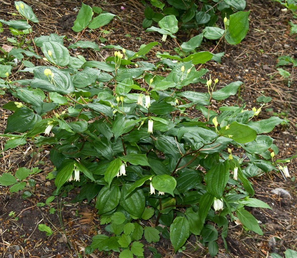 Plant of Prosartes smithii in cultivation at the Birmingham Botanical Gardens, Birmingham, UK