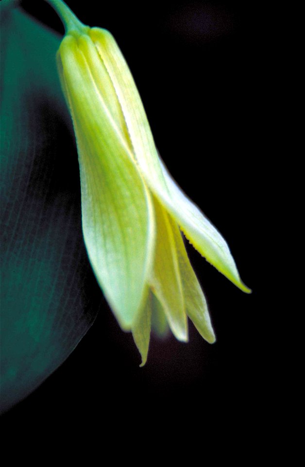 Image title: Small green and white bellwort flower uvularia sessilifolia not yet in full bloom
Image from Public domain images website, http://www.public-domain-image.com/full-image/flora-plants-publi