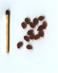  
Beschreibung: Schachbrettblume (Fritillaria pallidiflora) - Samen
Quelle: Von mir selbst gescannt
Datum: 4. April 2006
Deutsch:   
Description: Fritillaria pallidiflora- Seed
Quelle: S