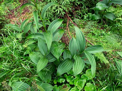 Veratrum lobelianum - leaves