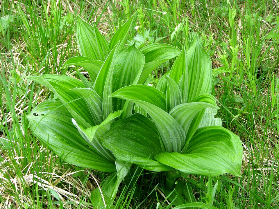 Veratrum lobelianum. Young plant. Chut' River near Ukhta, Komi Republic, Russia