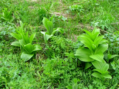 Veratrum lobelianum. Young plant. Chut' River near Ukhta, Komi Republic, Russia