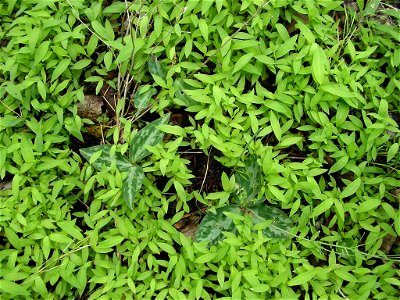 Image title: Relict trillium competing with invasive species nepal grass Image from Public domain images website, http://www.public-domain-image.com/full-image/flora-plants-public-domain-images-pictur photo