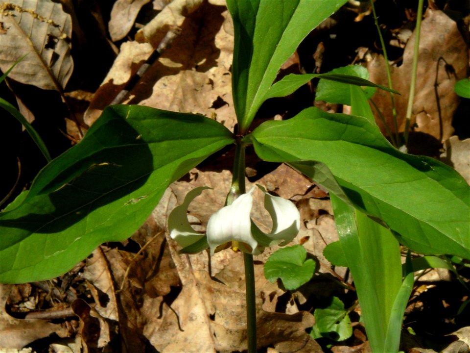 Trillium catesbaei