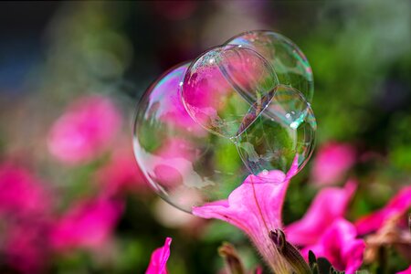 Bloom bubbles summer