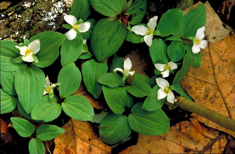 Image title: Several individual white blossoms with green leave
Image from Public domain images website, http://www.public-domain-image.com/full-image/flora-plants-public-domain-images-pictures/flower