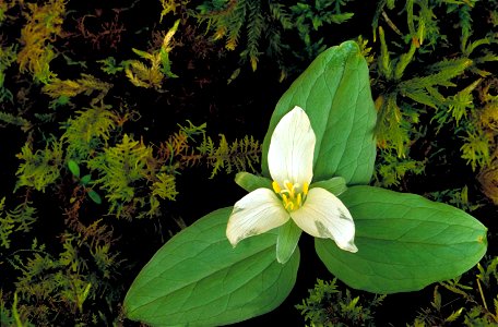 Image title: Flowering plant trillium nivale Image from Public domain images website, http://www.public-domain-image.com/full-image/flora-plants-public-domain-images-pictures/flowers-public-domain-ima photo