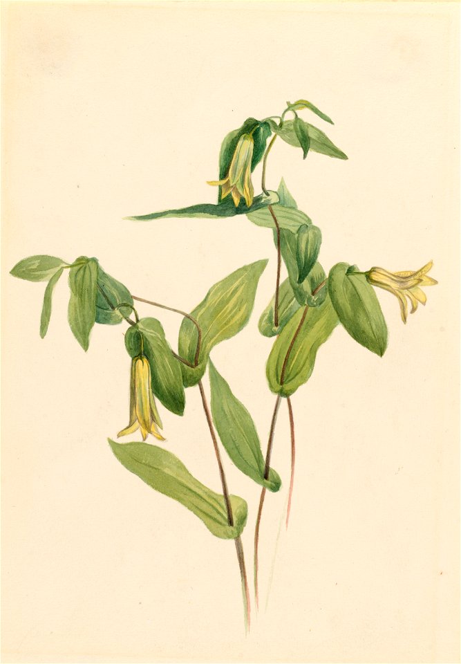 Wood Merrybells (Uvularia perfoliata)