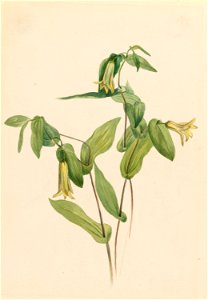 Wood Merrybells (Uvularia perfoliata) photo