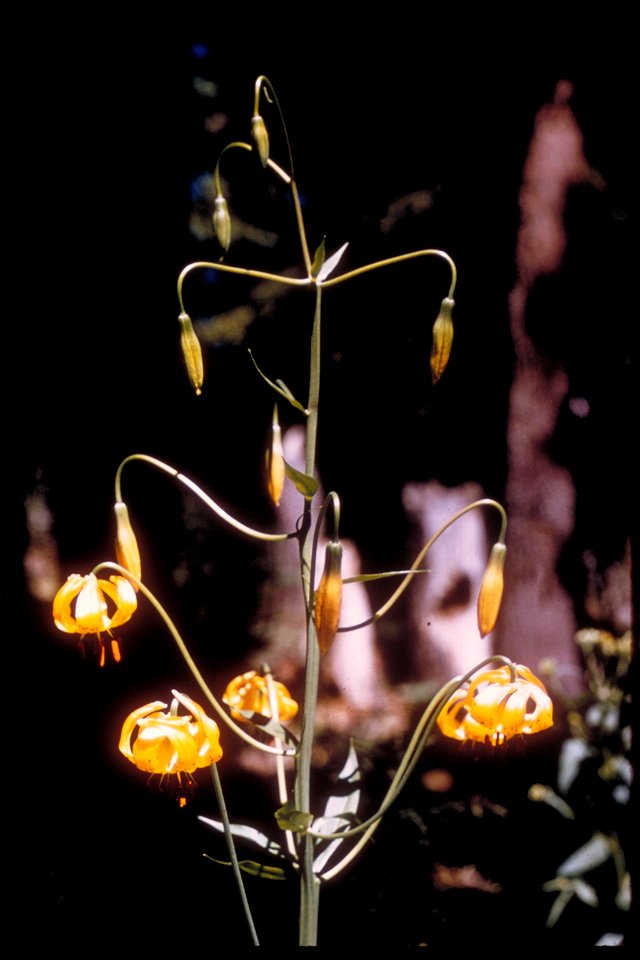 Leopard lily wild flower at Sequoia and Kings Canyon National Parks