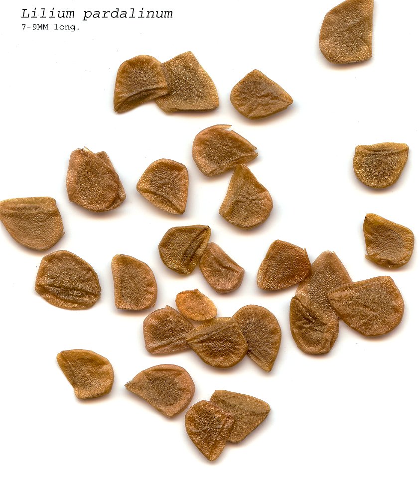 Self made scam of the seeds of Lilium pardalinum made 01/06/2008.