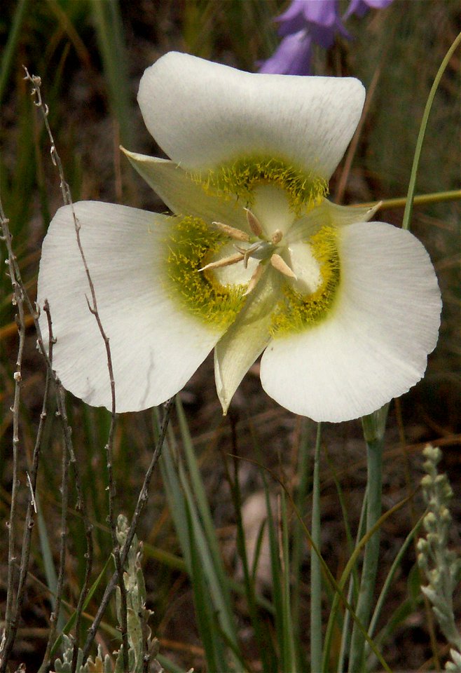 Pecos mariposa lily