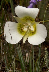 Pecos mariposa lily