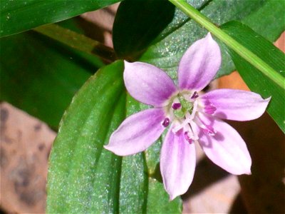 Lilac Lily, probably Schelhammera undulata, Chatswood West, Australia